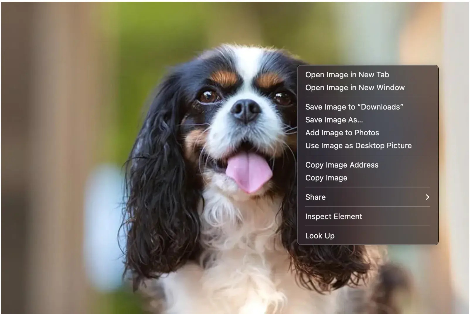 Right-click menu showing 'Copy Image Address' option
