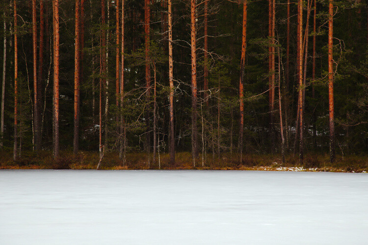 Capturing tonal contrast by mixing white snow with dark elements like shadows in a snowy environment
