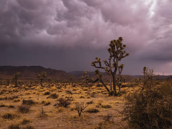 Demonstrating AI-enhanced image processing in various lighting conditions using the iPhone 16 Pro.