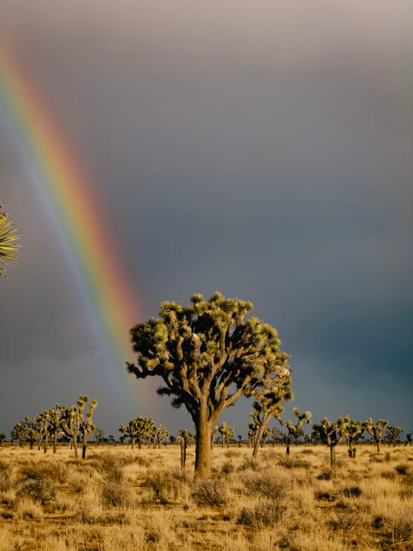 Image captured with the telephoto camera, highlighting the reach of the 5x lens on iPhone 16 Pro.