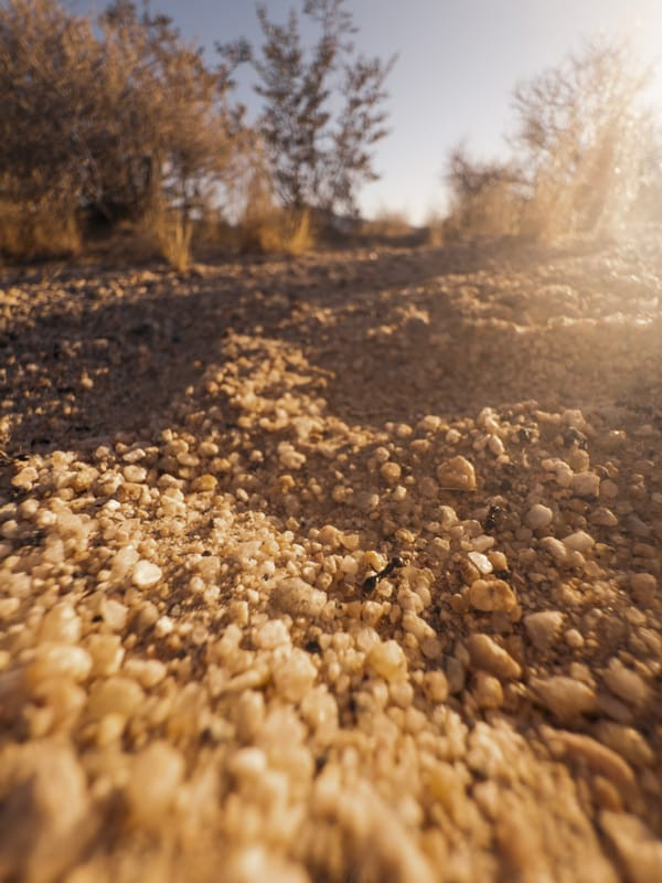 Macro image captured with iPhone 16 Pro, showing enhanced detail from the 48MP ultra-wide sensor.