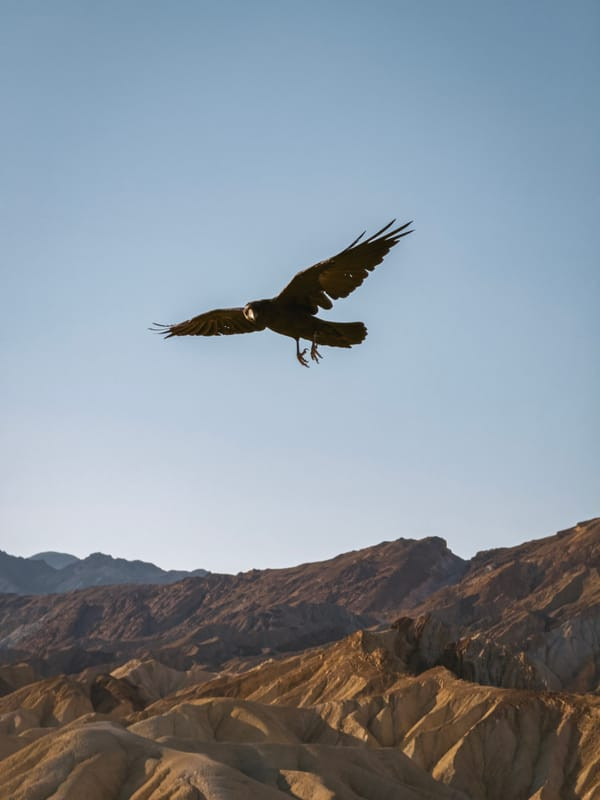 Outdoor image captured with 5x lens, illustrating creative use of the zoom feature on iPhone 16 Pro.