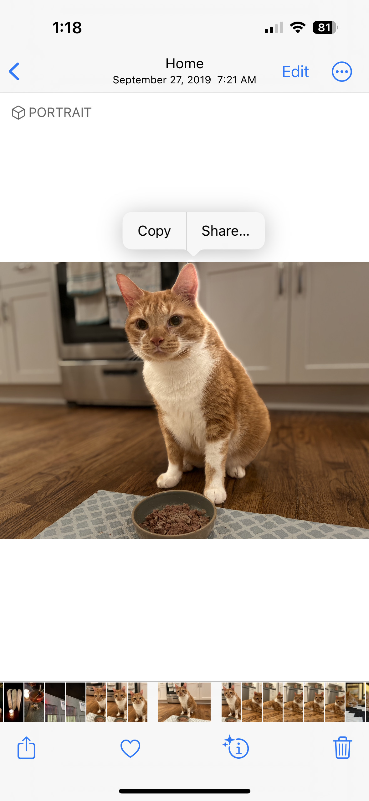Screenshot of an iPhone displaying Visual Look Up with a cat highlighted, ready to be copied or shared, showcasing iPhone photo editing capabilities.
