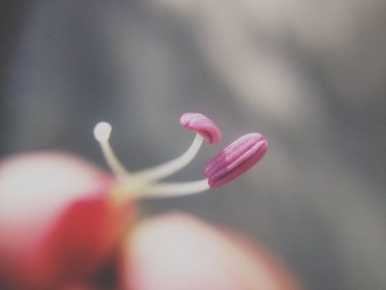 Close-up of a purple lavender flower