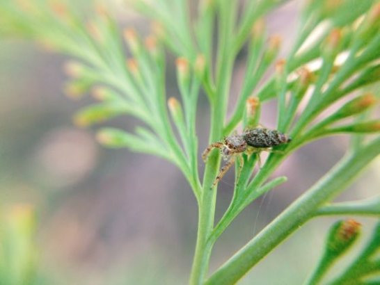 Detailed shot of an insect