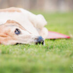 Golden Retriever puppy looking directly at the camera, capturing his innocent and playful expression