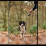 Panoramic raw images demonstrating frame overlap for easier stitching
