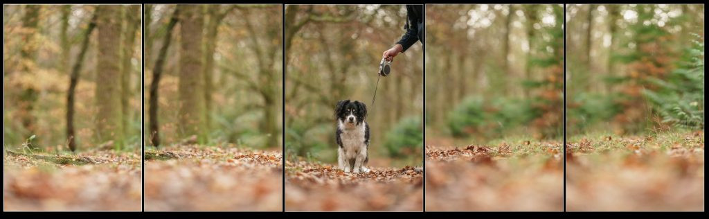 Panoramic raw images demonstrating frame overlap for easier stitching
