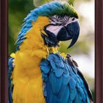 5x7 Photo Frame