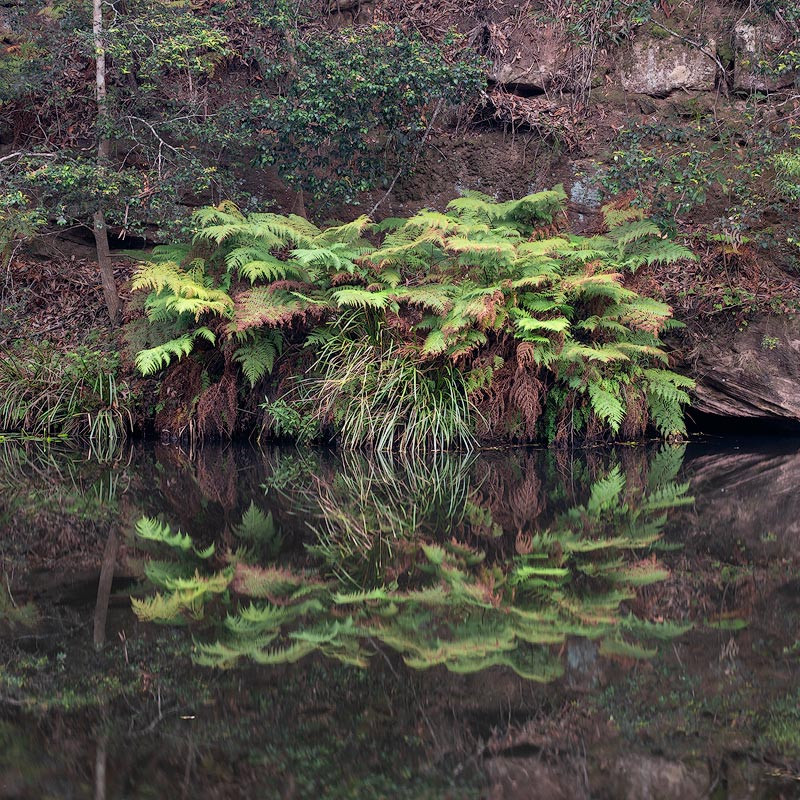 A photo illustrating a pattern in nature, showing repetitive elements that create a visually appealing texture.
