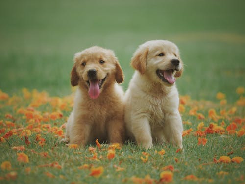Pet photo collage featuring adorable pets in various poses and settings, perfect for pet lovers