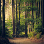 A landscape image blended seamlessly using gradient masks, demonstrating how gradients can create smooth transitions between photos.