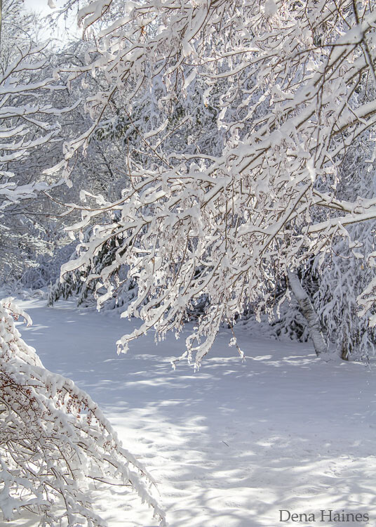Snow scene with beautiful light