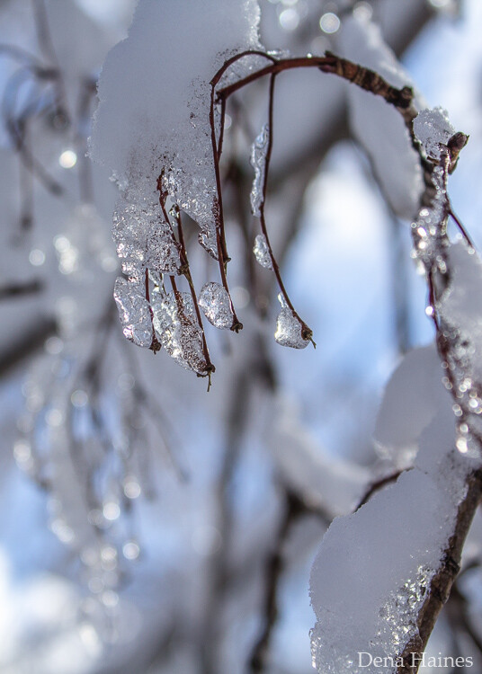 Demonstration of focusing on a high-contrast area in a snowy scene