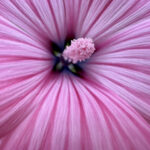 Close-up of vibrant flower petals captured with iPhone macro lens, showcasing intricate details