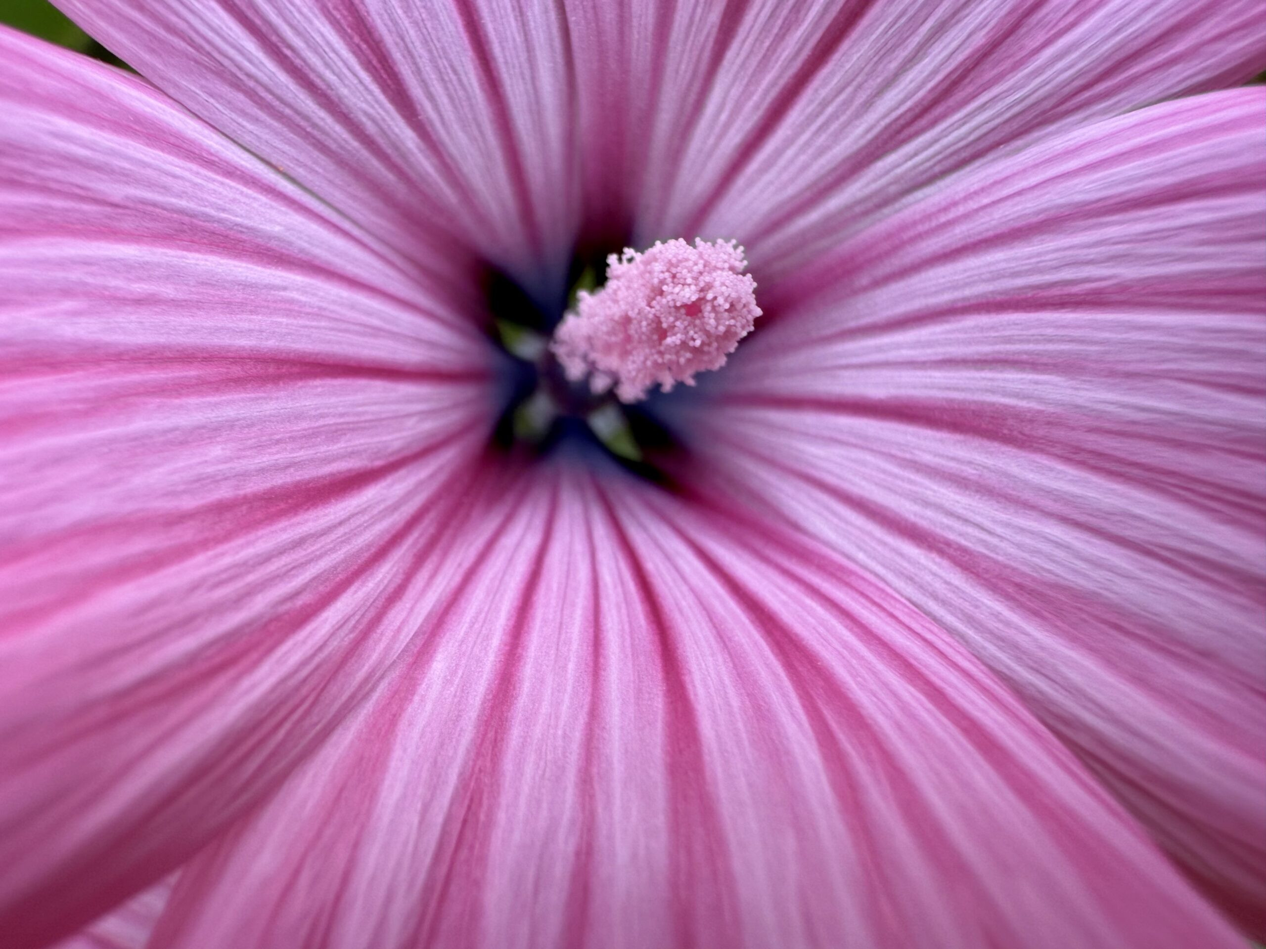 Close-up of vibrant flower petals captured with iPhone macro lens, showcasing intricate details