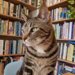 Original quality cat photo