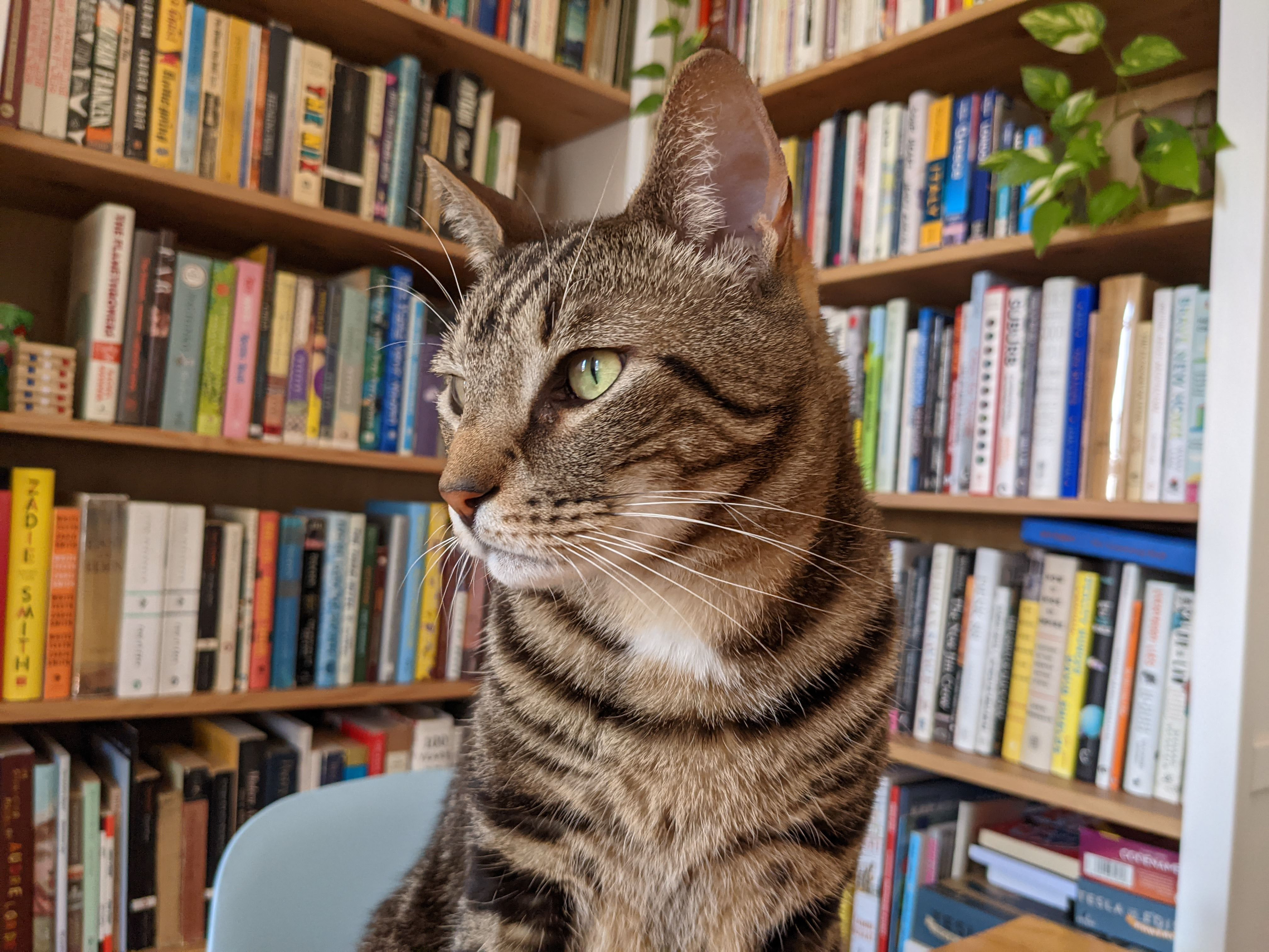 Original quality cat photo