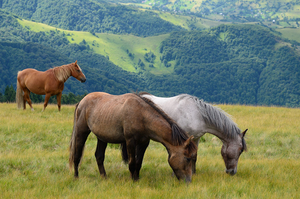 rule of odds in photography