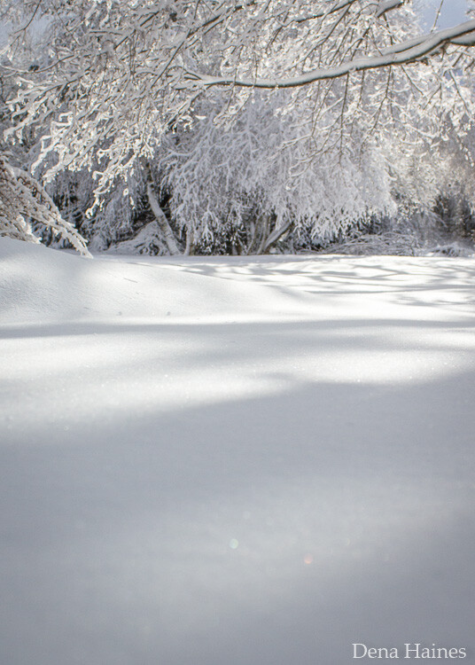Image of trees covered in fresh, untouched snow