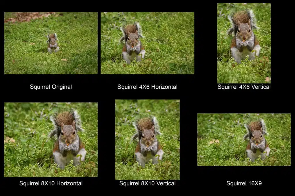 A composition showing squirrels in various poses, illustrating their playful interactions and behaviors.