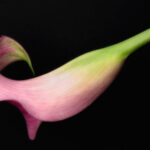 High-contrast image of a flower against a black background, enhancing its vibrant colors and intricate details