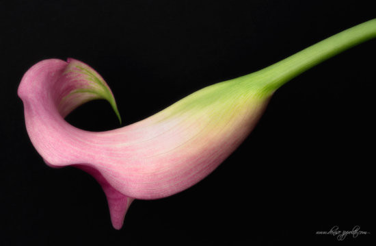 High-contrast image of a flower against a black background, enhancing its vibrant colors and intricate details