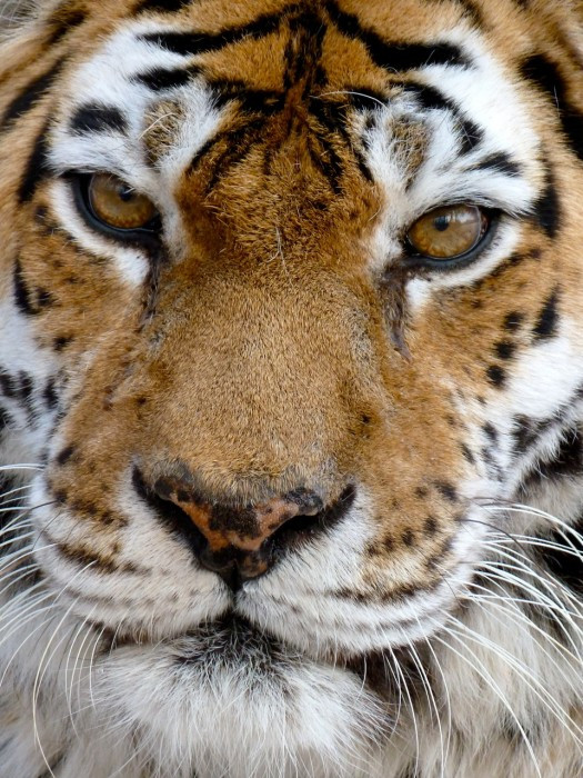 Tiger resting