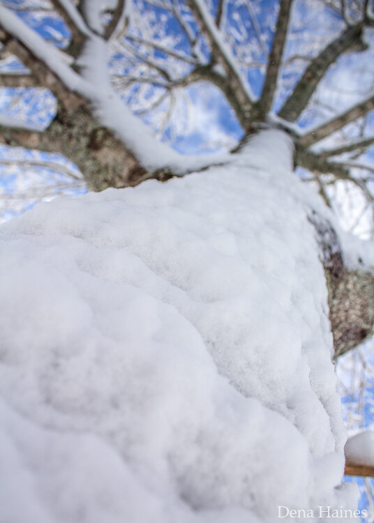 Photographing snow upwards towards a tree