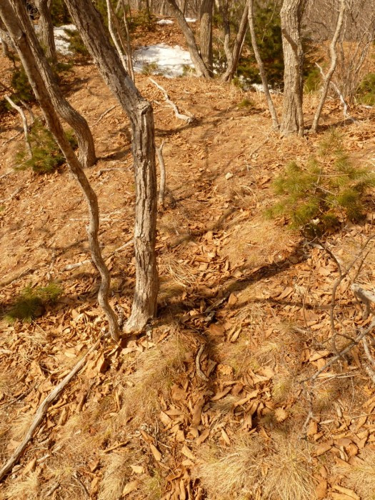 Tiger territory marking